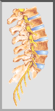 Smspine.gif (9063 bytes)