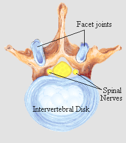 Cross Section of the Spine